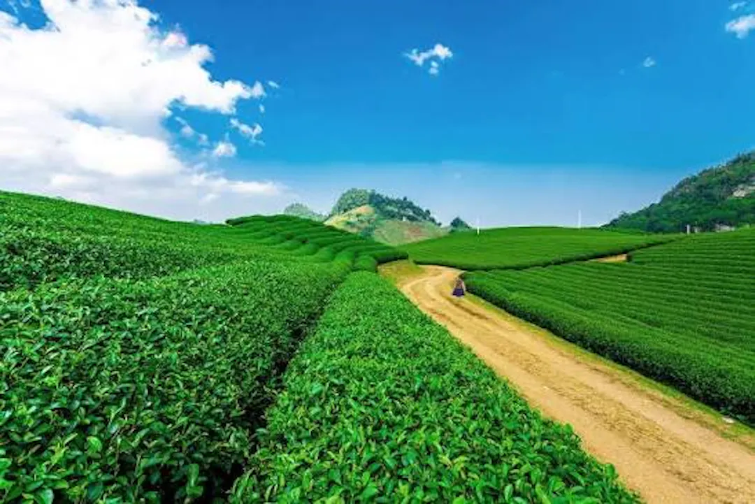 Tan Cuong Tea Valley