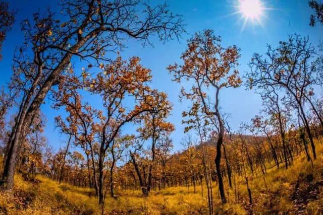 Yok Don National Park in Frames – Wild Forests, Safari Nature & Central Highlands Life