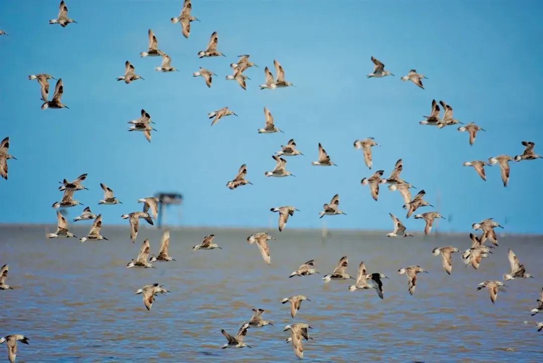 Bird Migration Peaks at Dat Mui