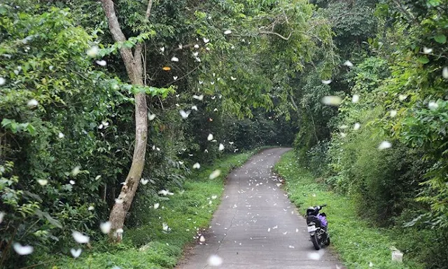 Cuc Phuong National Park in Frames – Ancient Forests, Wildlife & Natural Beauty