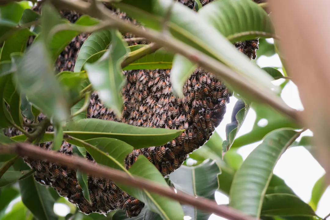 The U Minh Ha Honey-Hunting Window