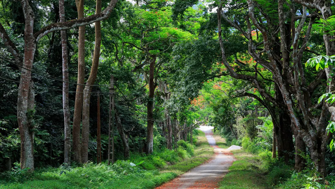 Ancient thousand-year-old tree in Cuc Phuong National Park Vietnam