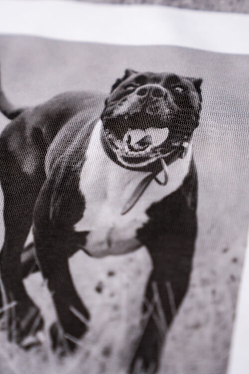 Foto eines Hundes das per Digitaldruck auf ein Tshirt gedruckt wurde