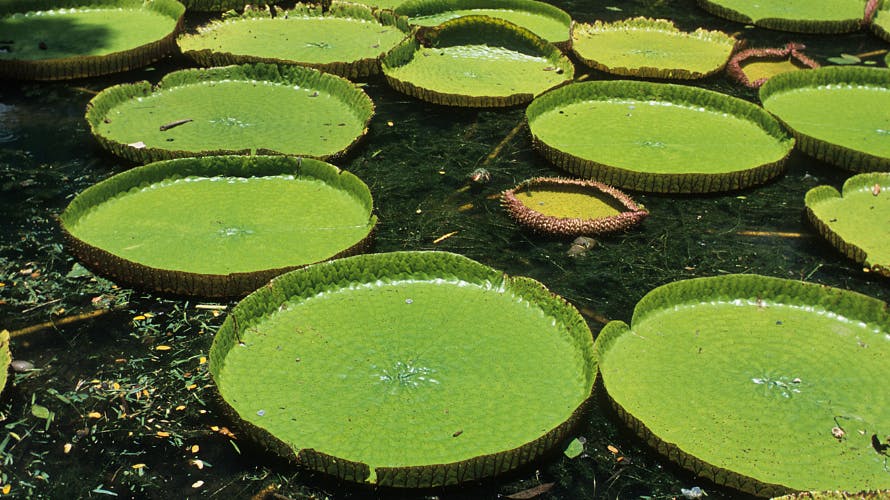 Picture of Famous water lilies at Nalintara Food & Drink restaurant