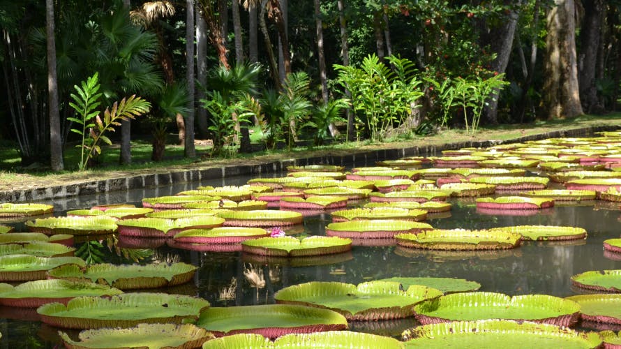 Picturiques photos of water lilies under the sun shine at Nalintatra food and drink restaurant