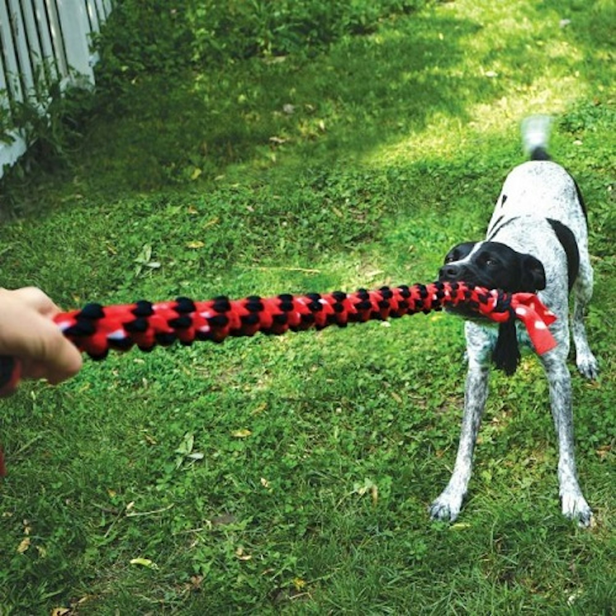 dog tugging on rope toy