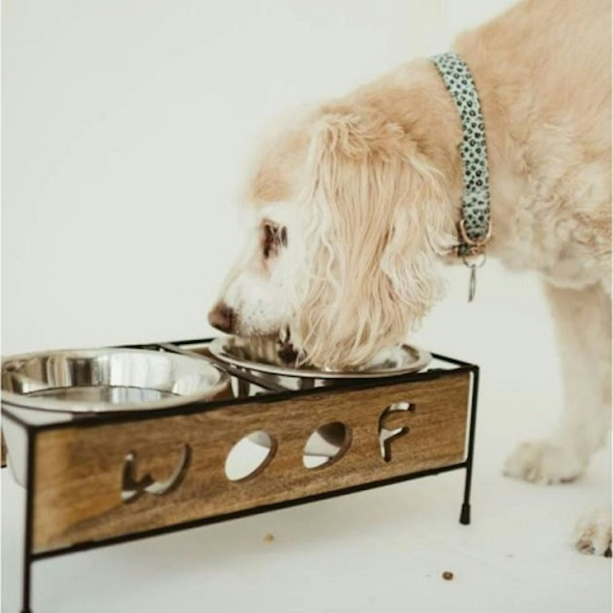 white dog feeding from dual dog bowls on stand