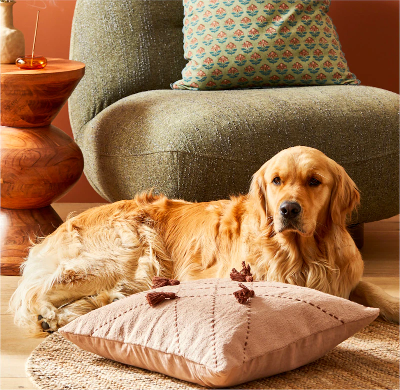 House - Pet Sale