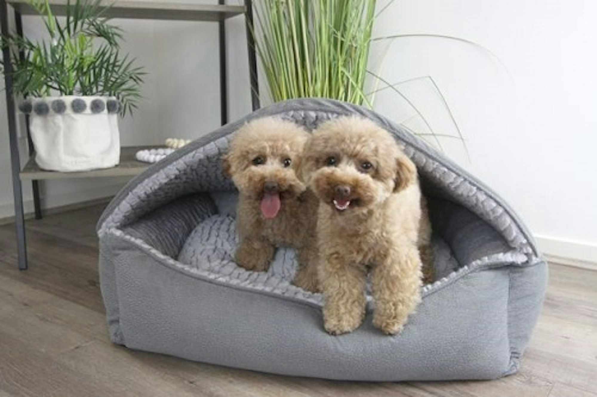 Dogs in T&S Canopy Dog bed