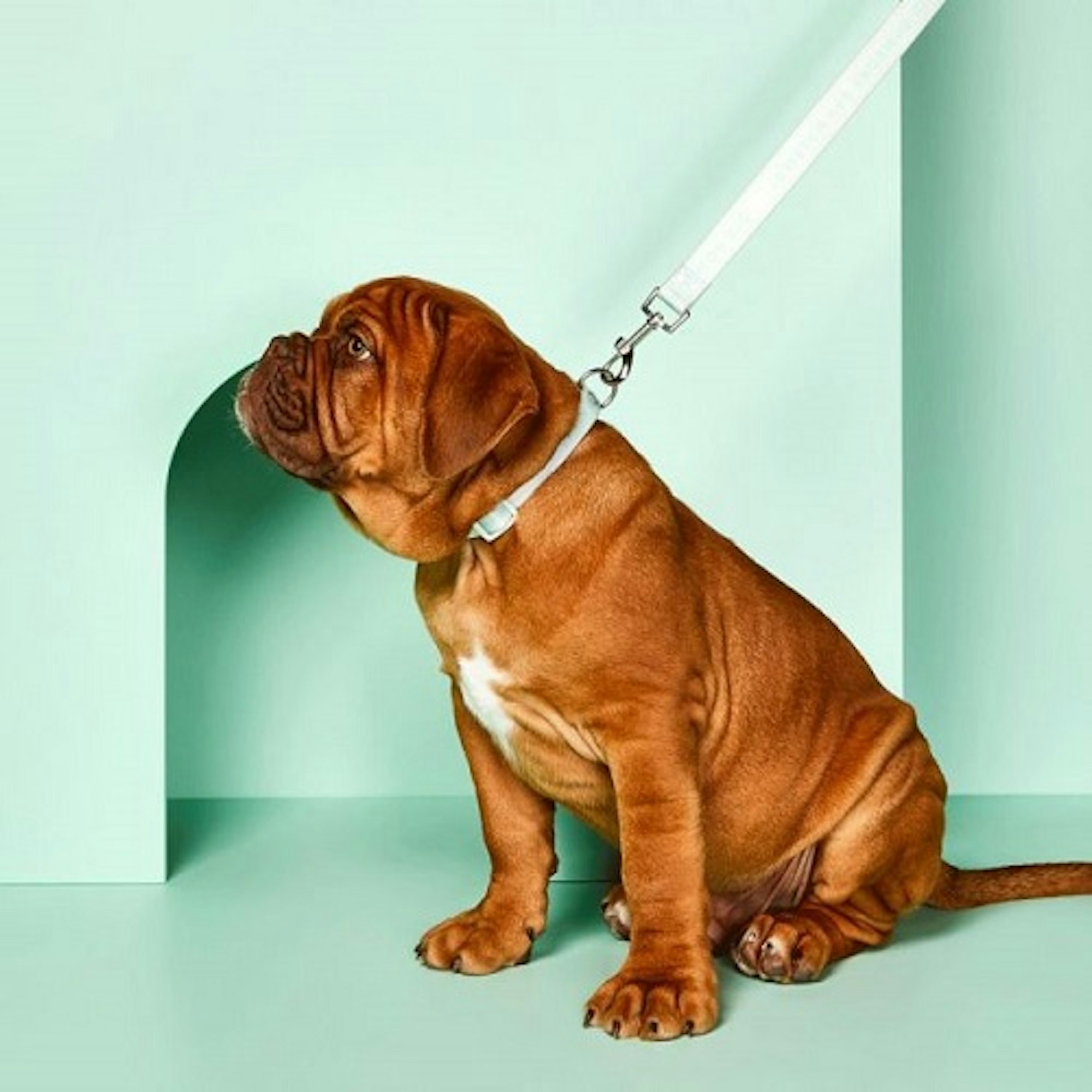 brown dog on lead with mint green background