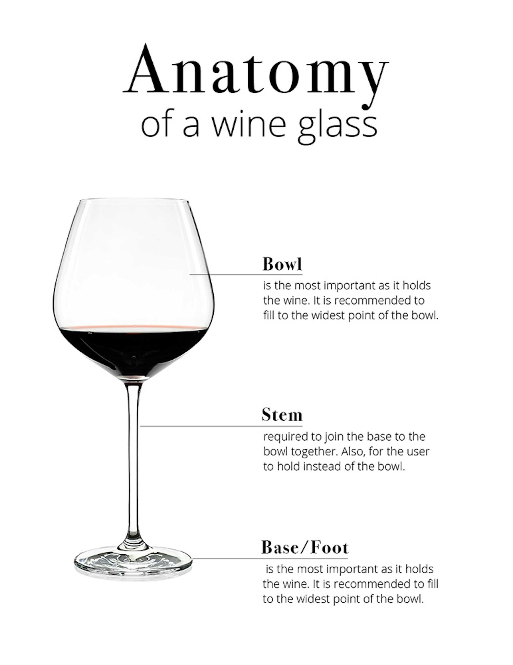 Wine glass anatomy infograph