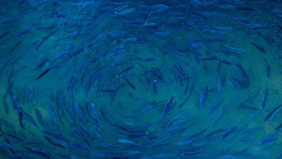 Matorka fish pen