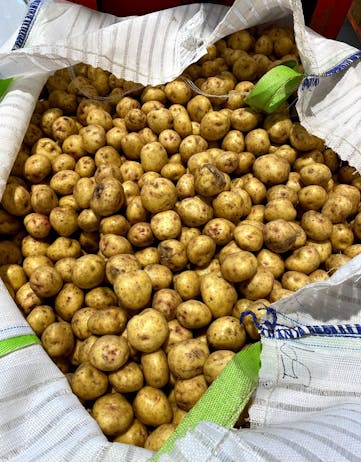 Bag of ugly potatoes