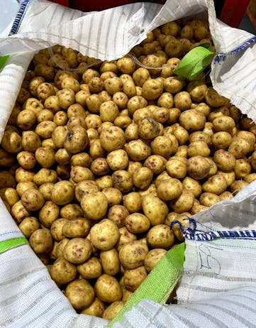 Bag of ugly potatoes