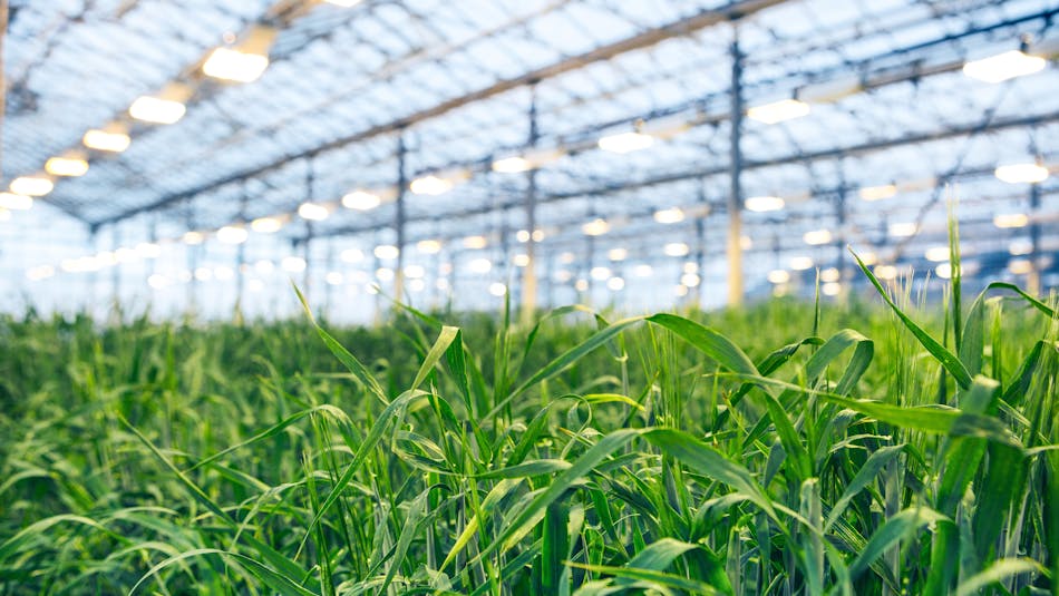 ORF Genetics greenhouse