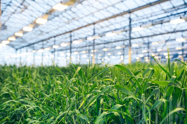 ORF Genetics greenhouse