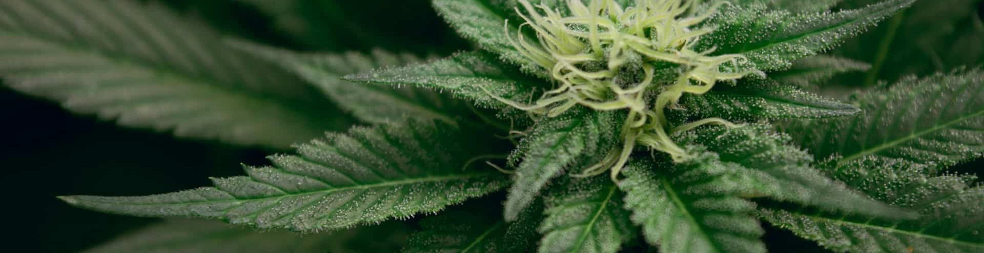 The Complete Boston Tourist's Guide to Cannabis