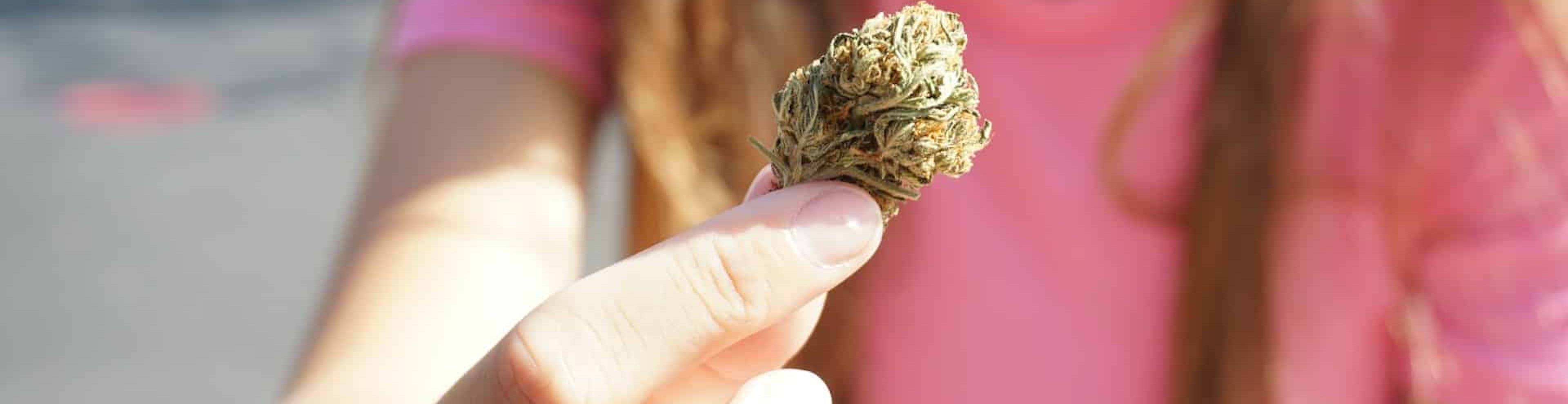 Boston's Cannabis Education Revolution: Complete Guide to Workshops, Resources & Community Learning