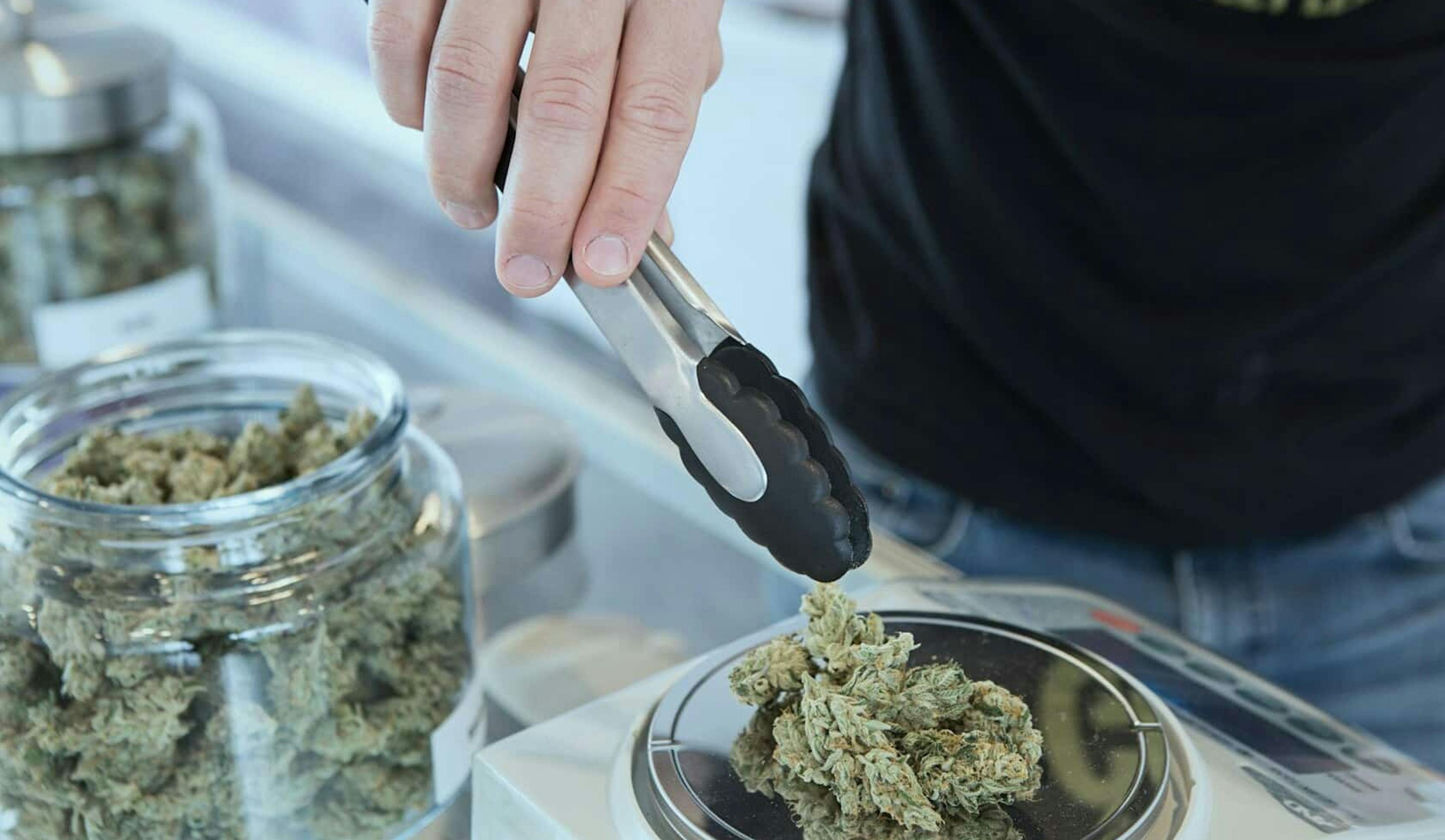 Honoring Cannabis Heritage in the Heart of Massachusetts