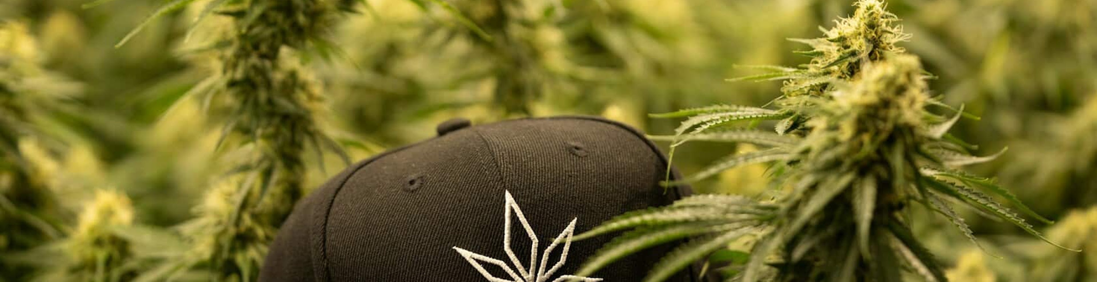 Guide to Authentic Cannabis Culture