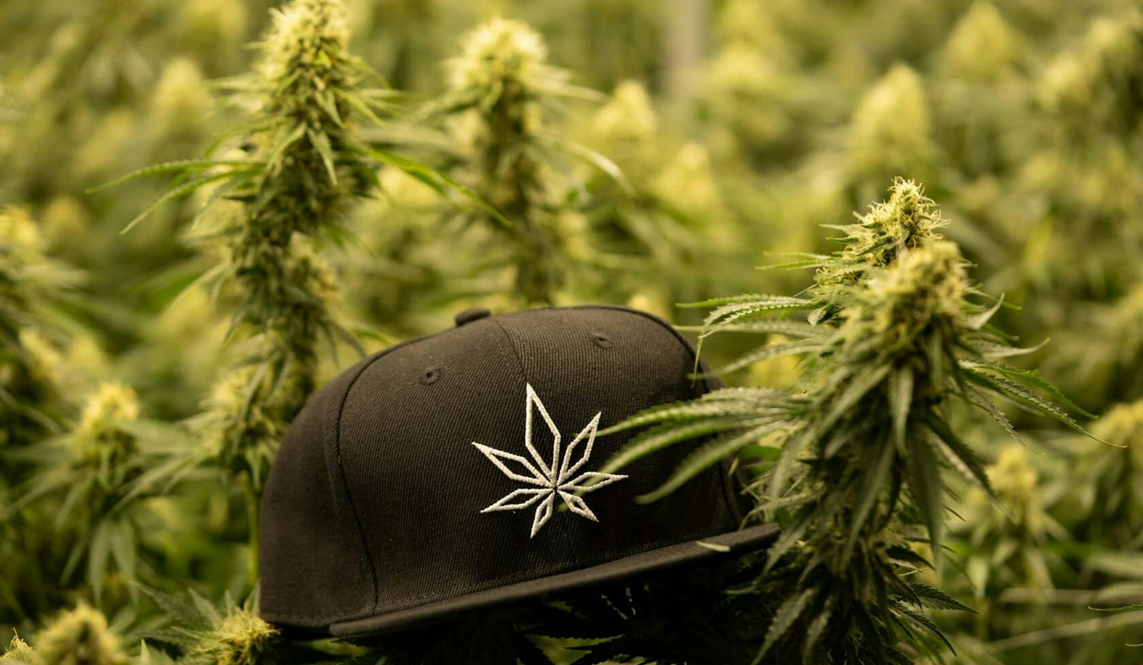Guide to Authentic Cannabis Culture