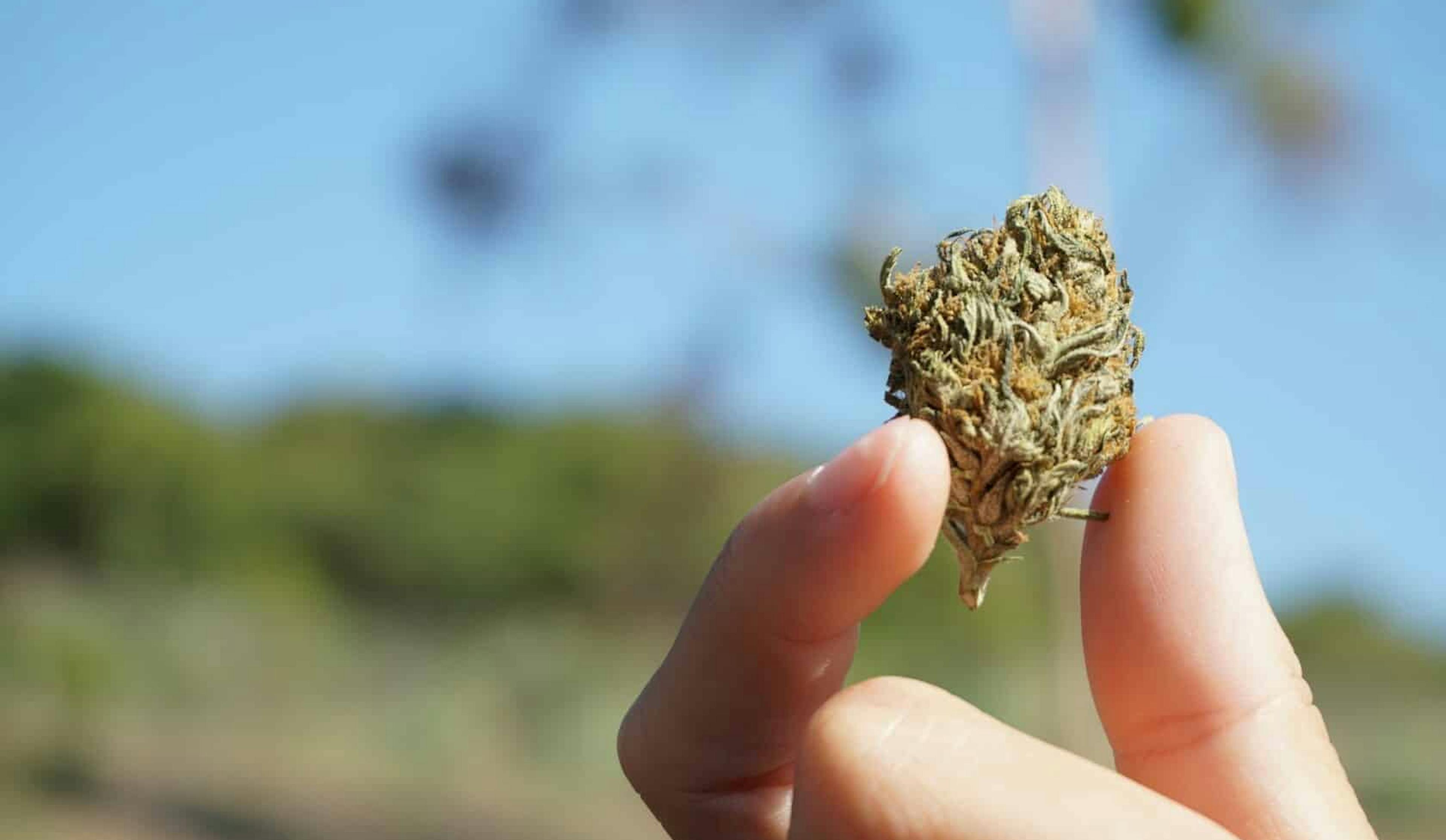 How Taba Moses Is Honoring Cannabis Heritage in Cambridge