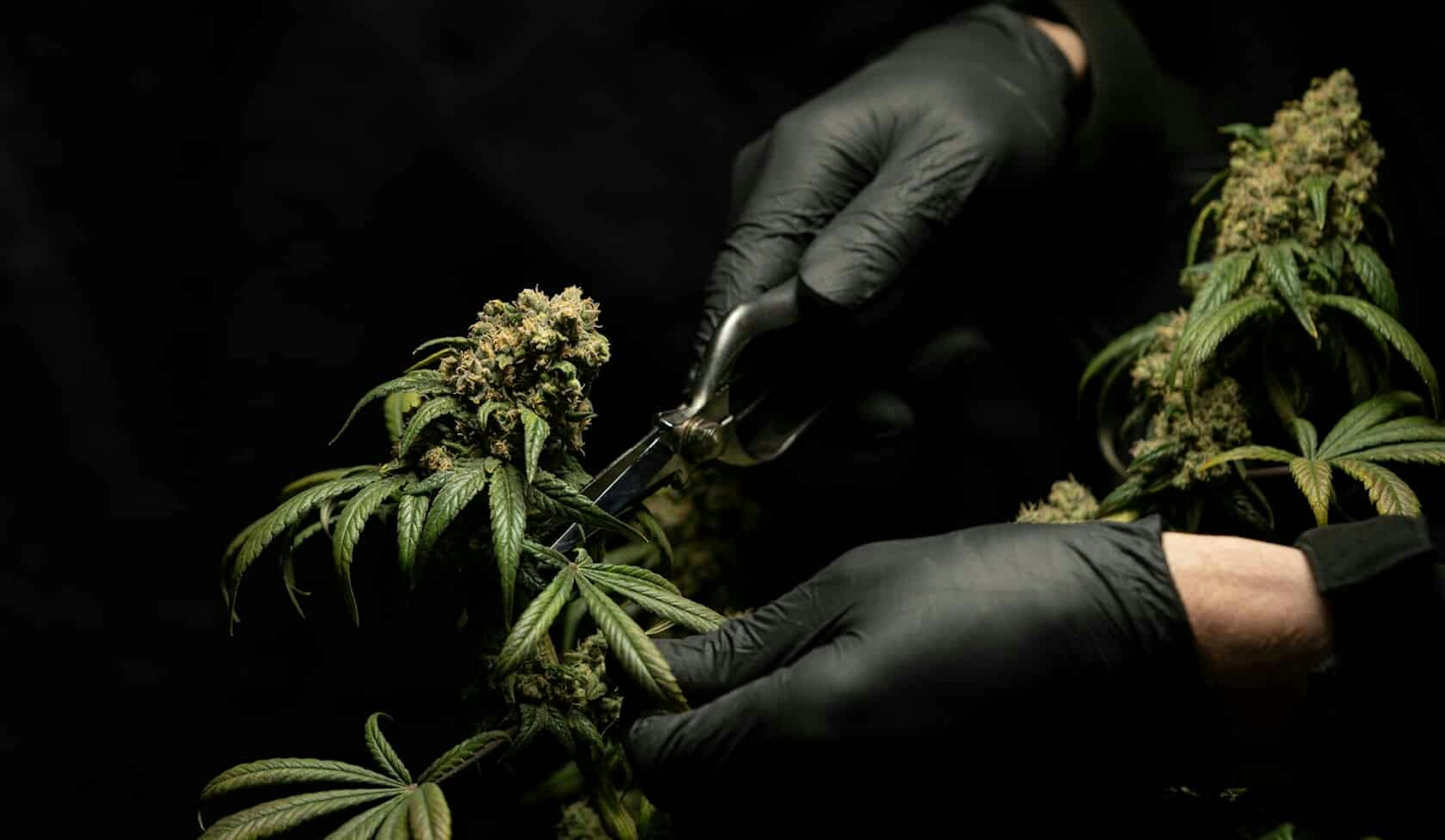 Cannabis Culture vs Cannabis Commerce