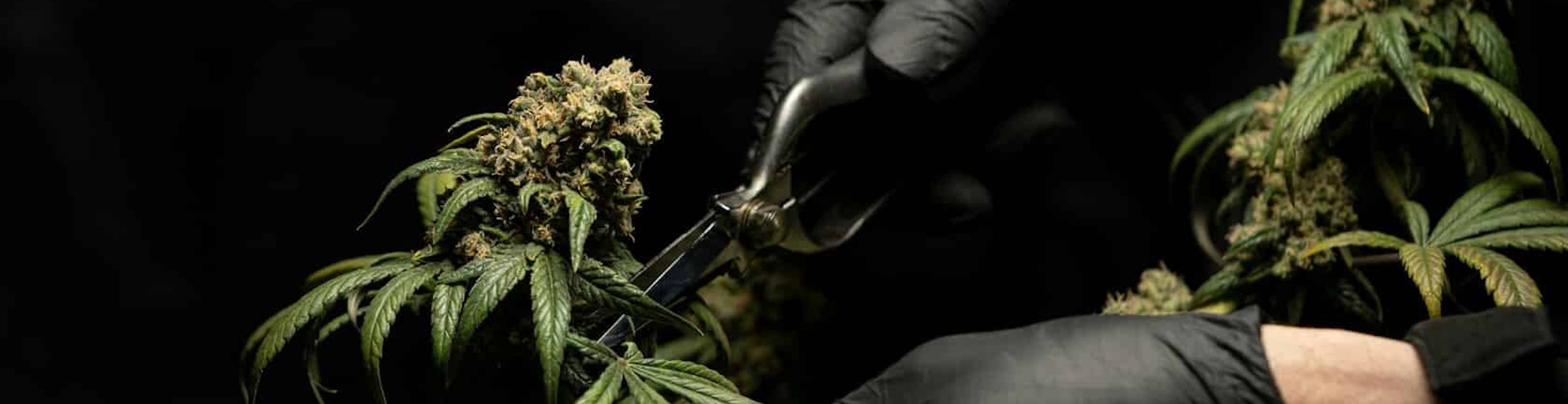 Cannabis Culture vs Cannabis Commerce
