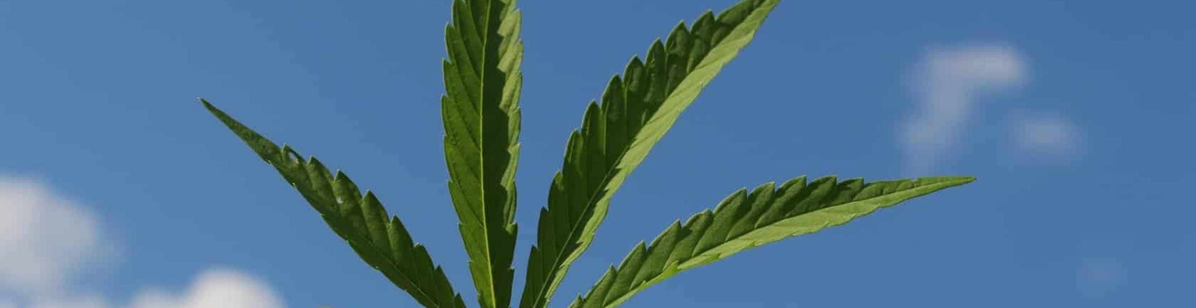 Cambridge Cannabis Community