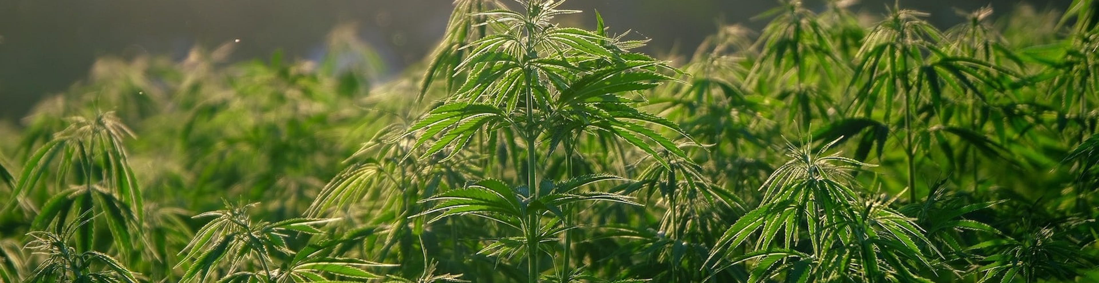 Massachusetts Cannabis Laws 2025