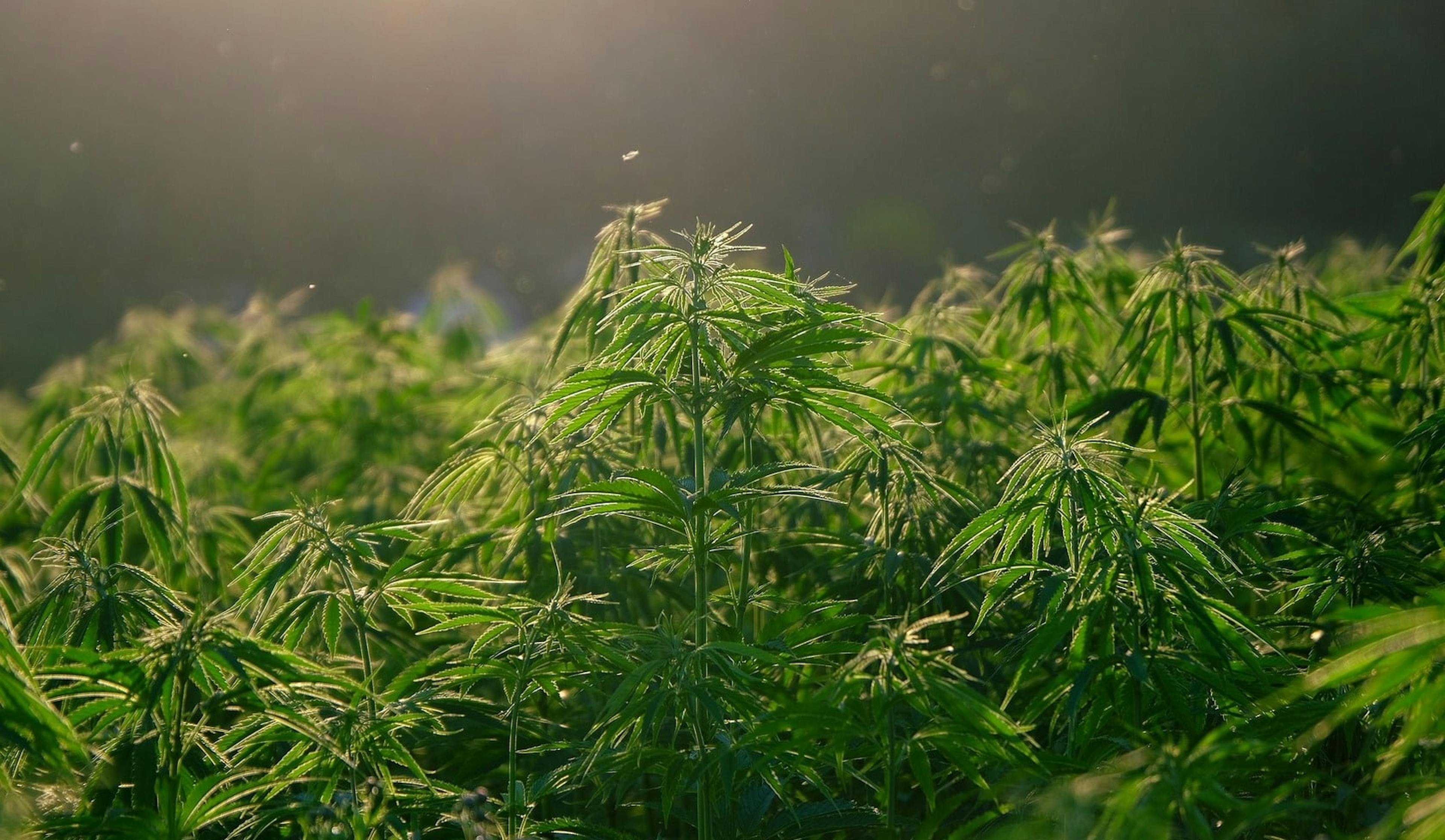 Massachusetts Cannabis Laws 2025