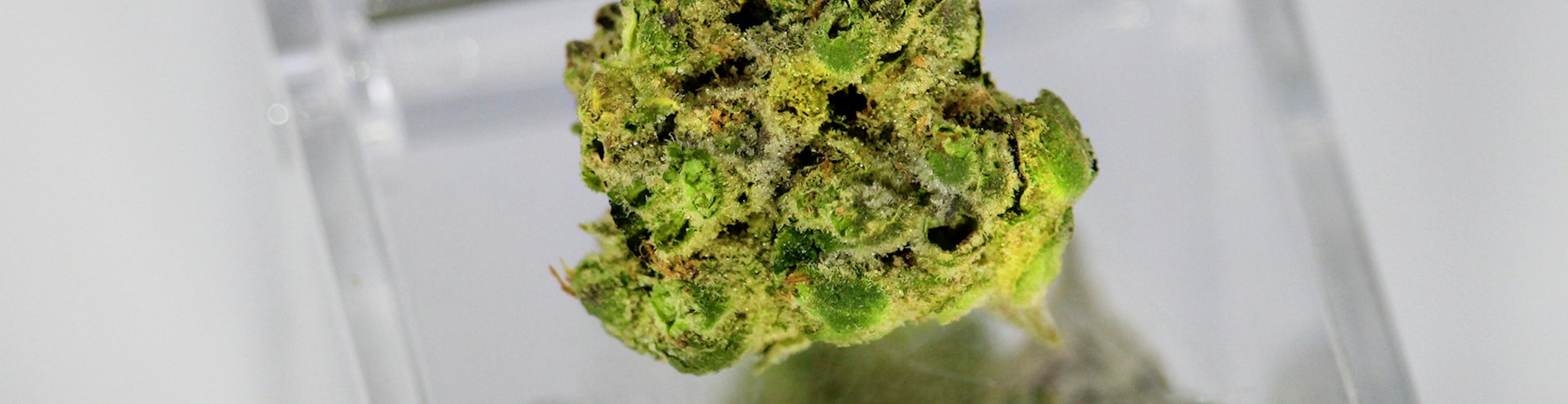 The Science of Terpenes: More Than Just Smell