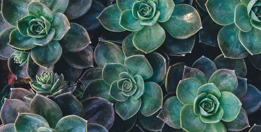 plants and leaves in shape of a rose