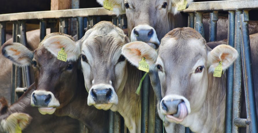 cattle in cages