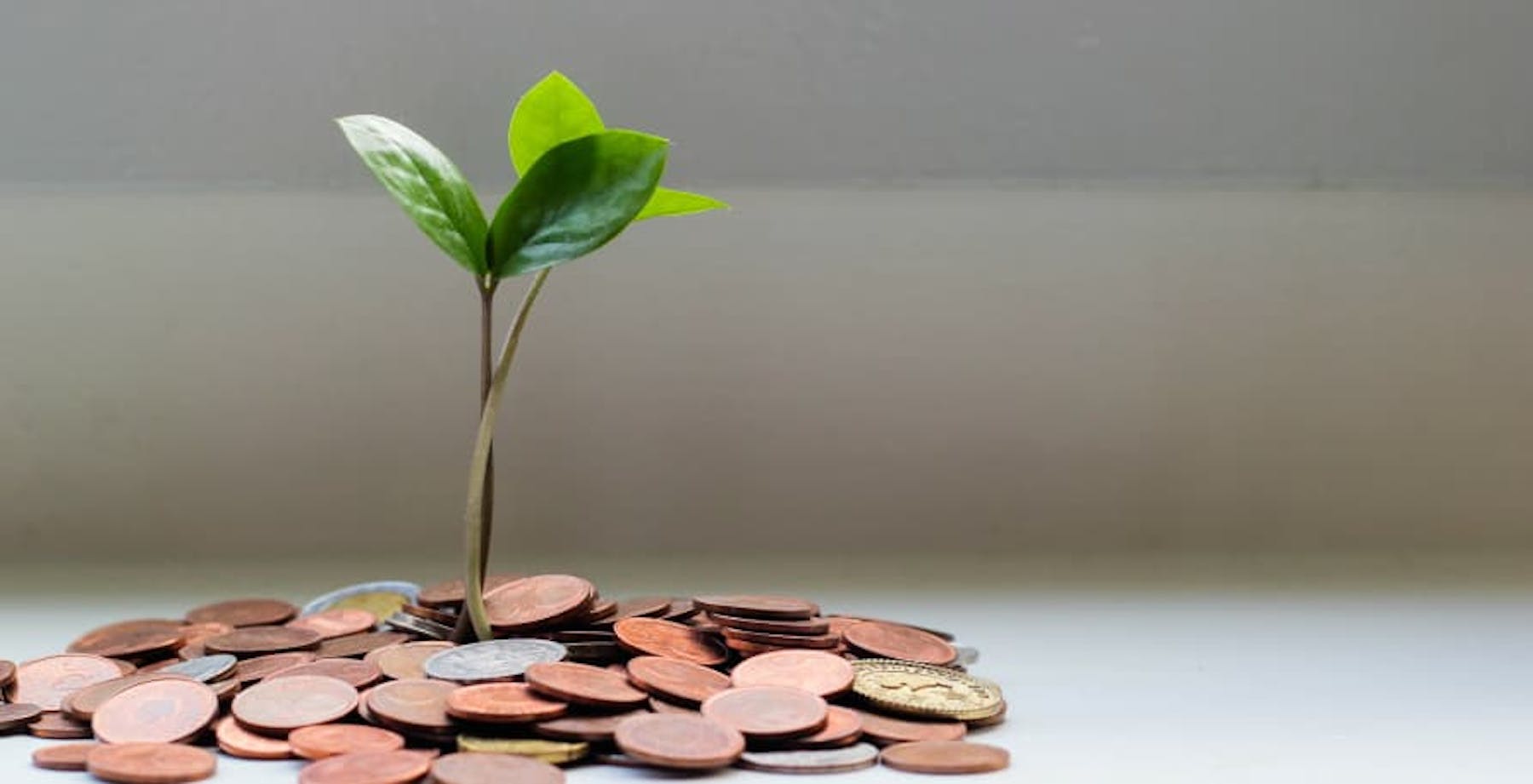 seedling sitting in pile of coins