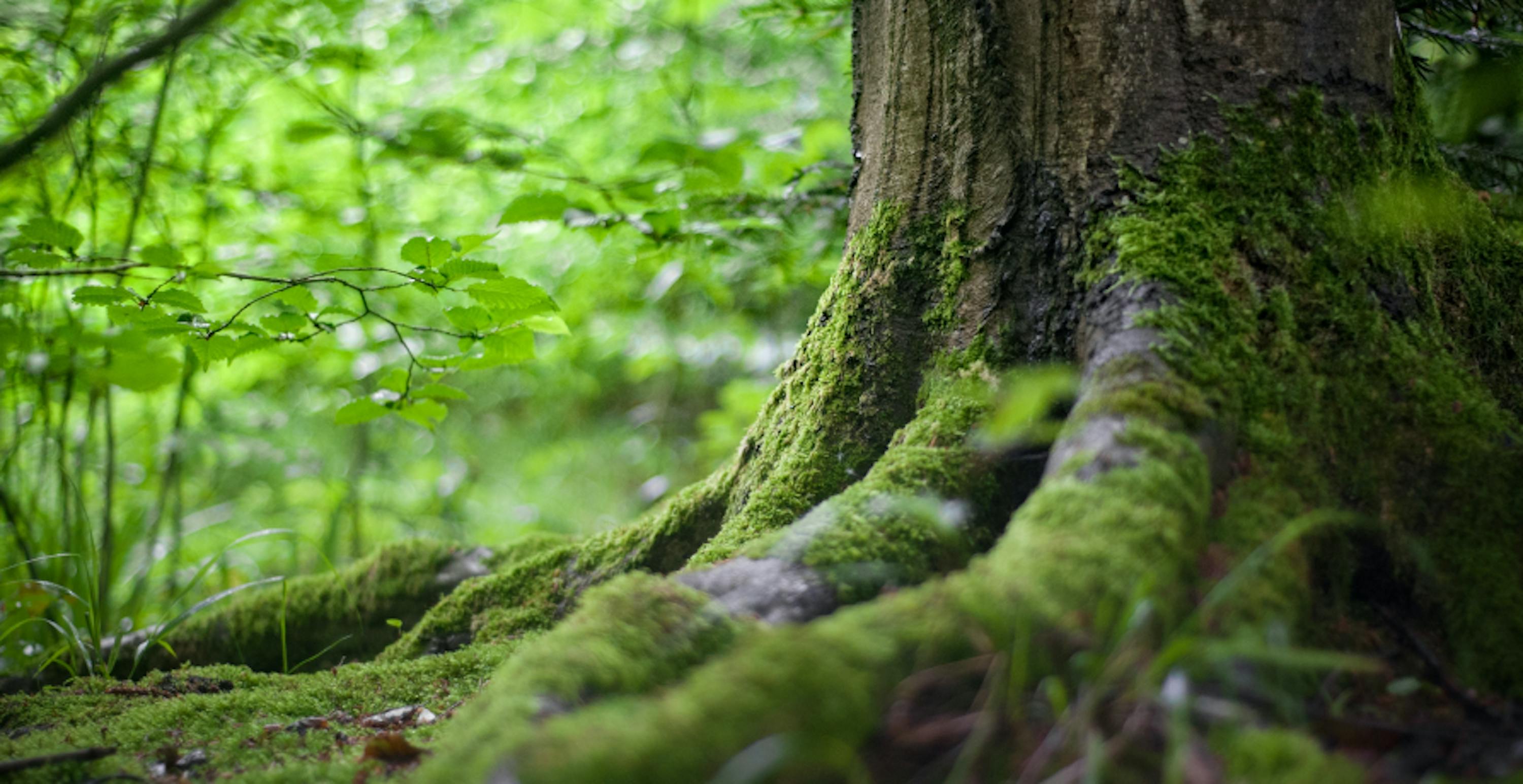 Tree trunk covered in moss in a forest