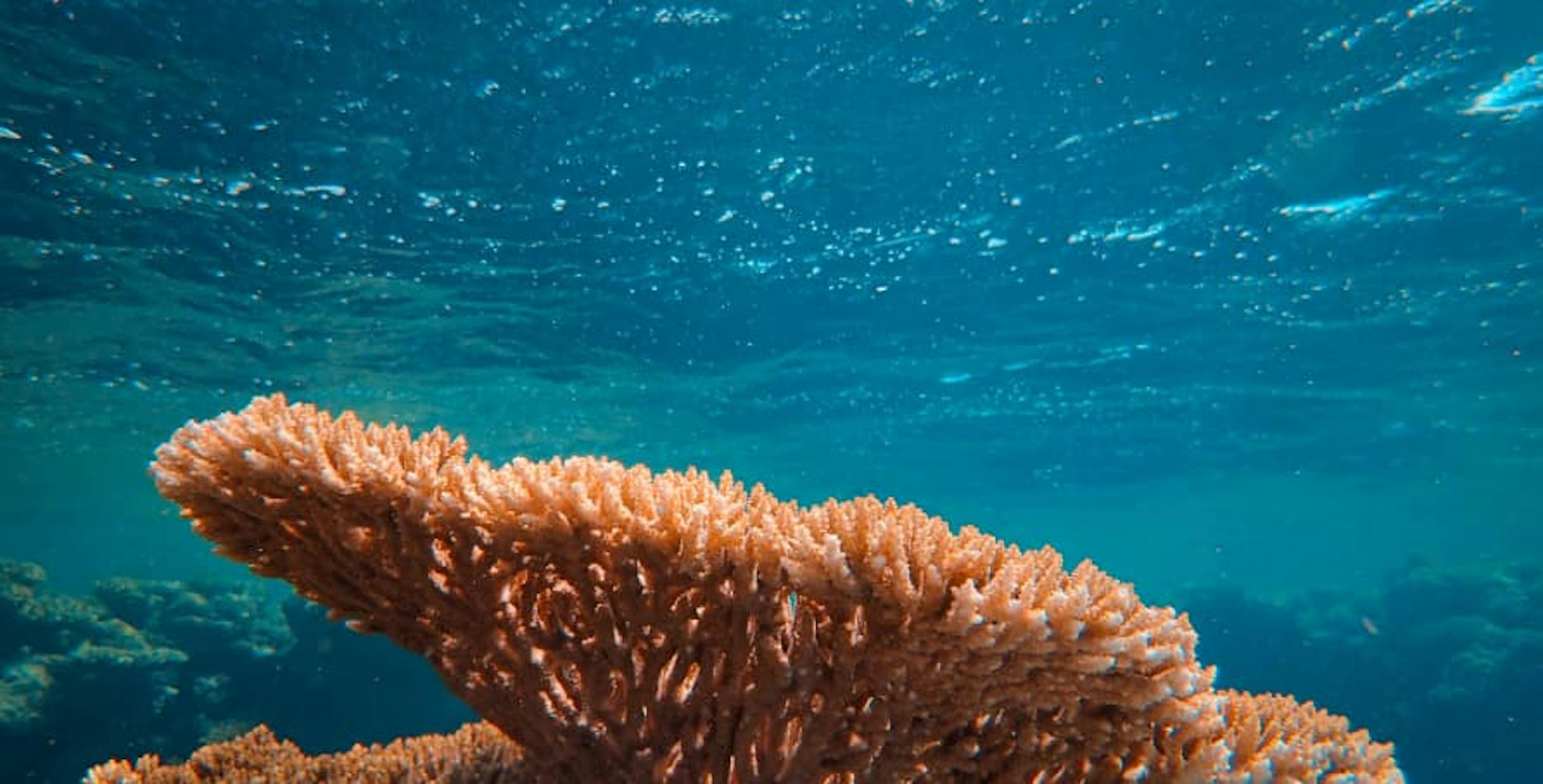 large coral colored coral reef under blue ocean water