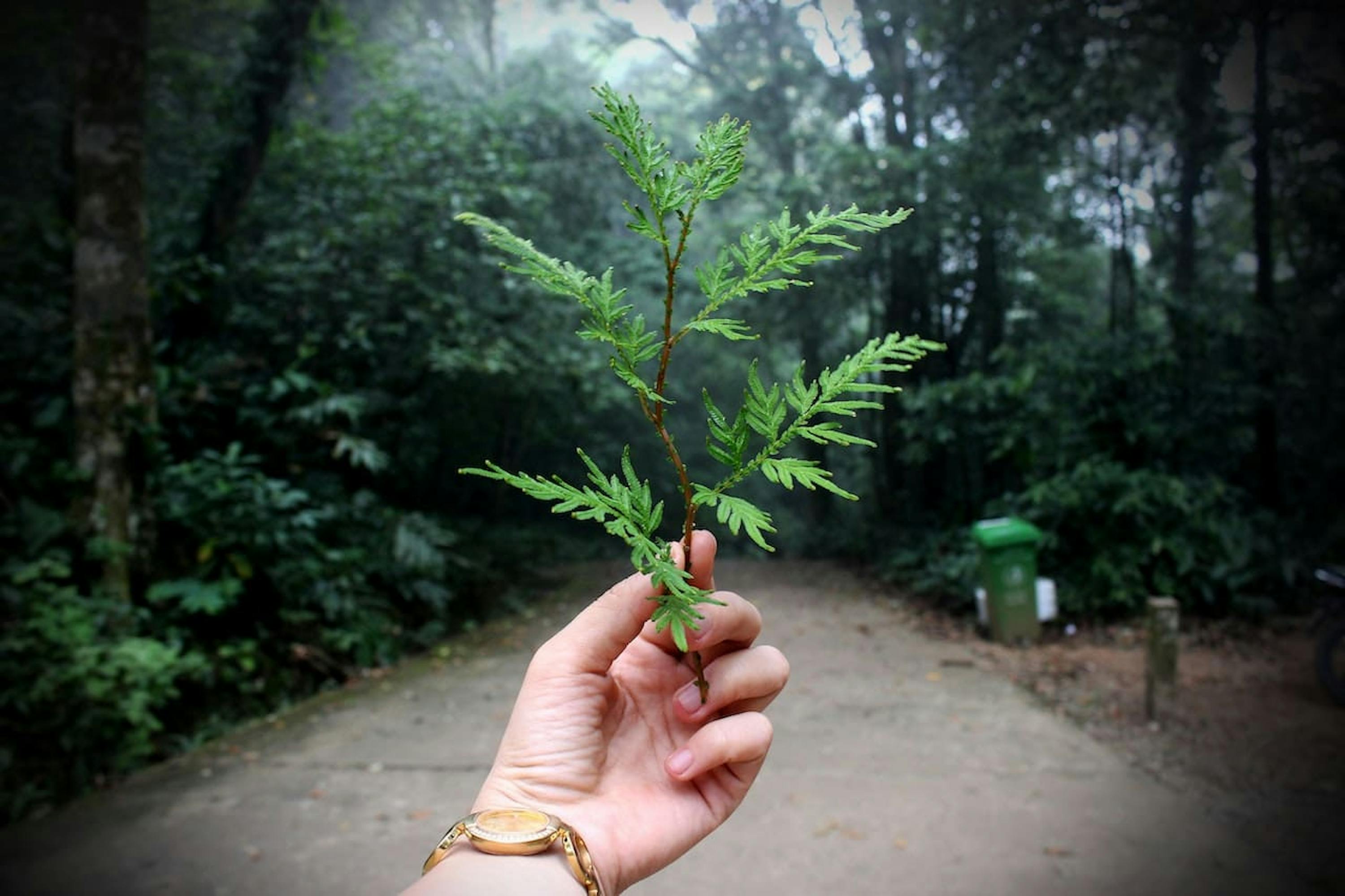 Personne tenant une plante à feuilles vertes