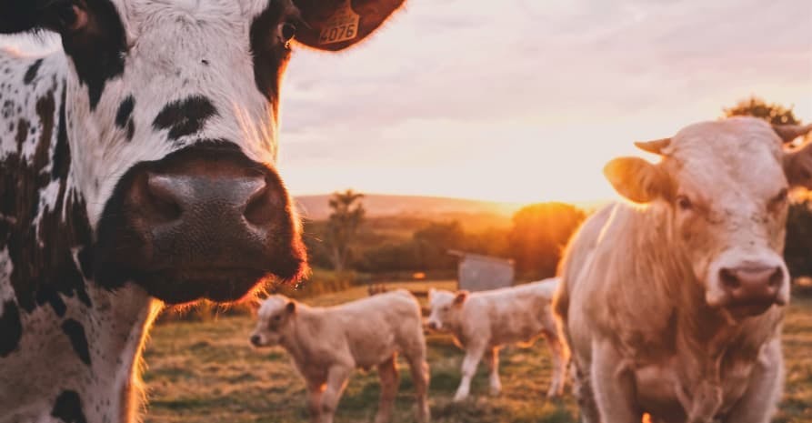 cows in sunrise