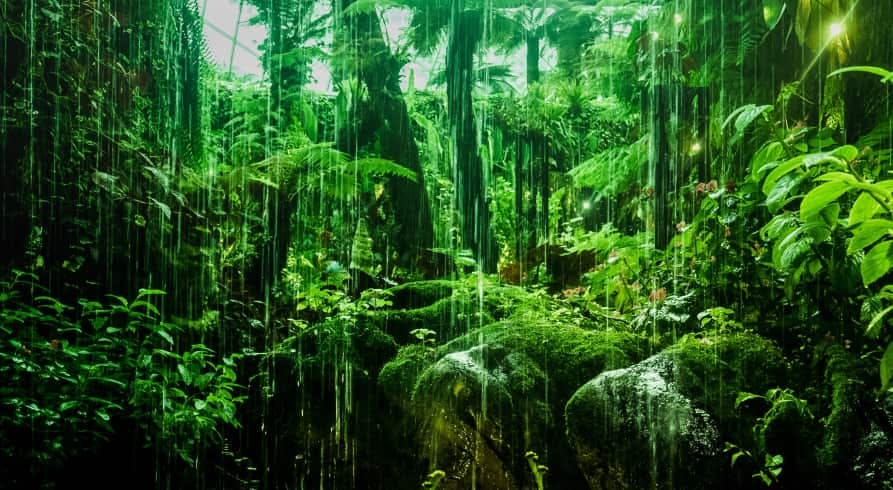 rainforest green trees