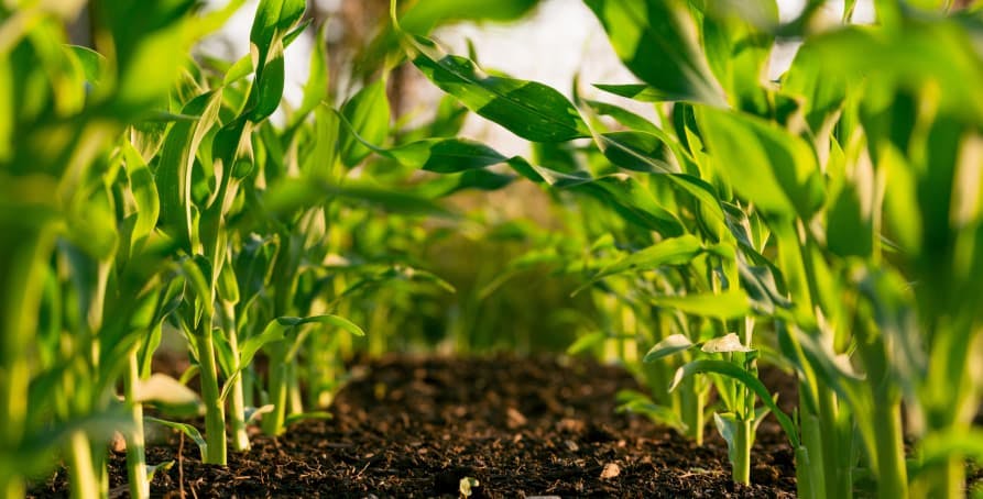 plants growing in soil