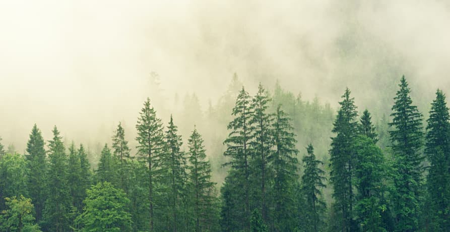 arial shot of a forest and mist