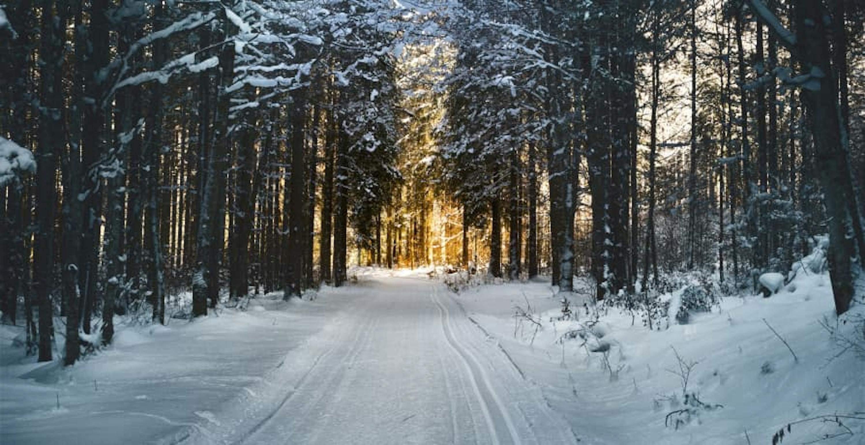 sunset in snowy woods