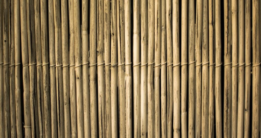 bambous
