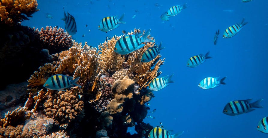 underwater coral and fish