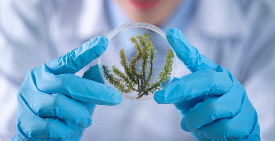 person wearing gloves and looking at petri dish with plant inside