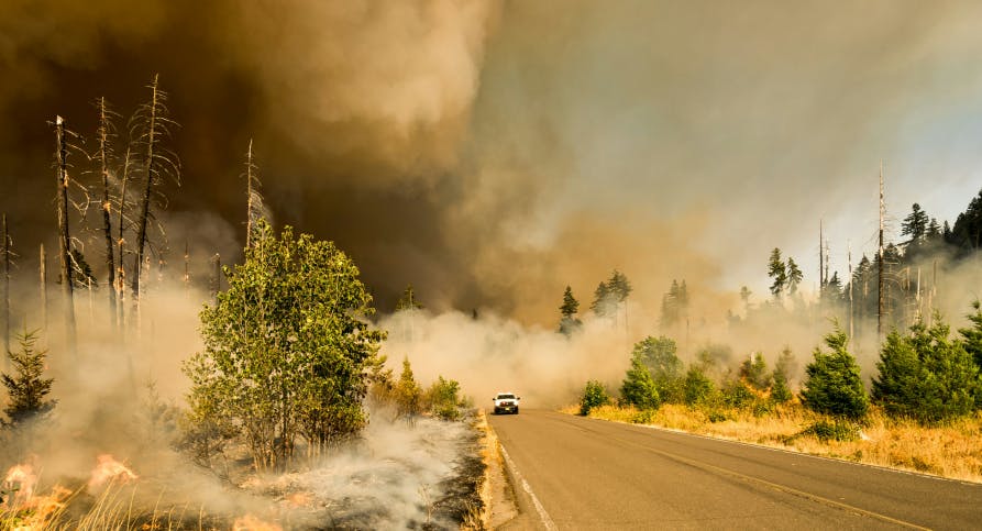 ash brown on road wildfire