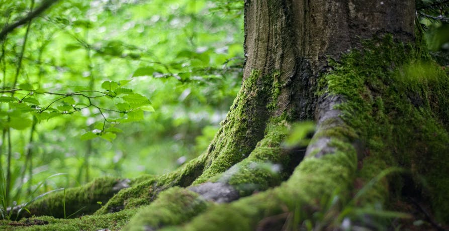 tronc d'arbre au milieu de la végétation