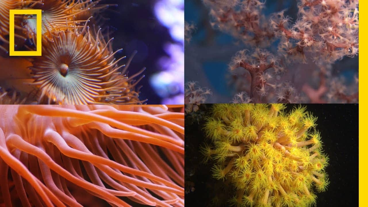 images of coral reefs