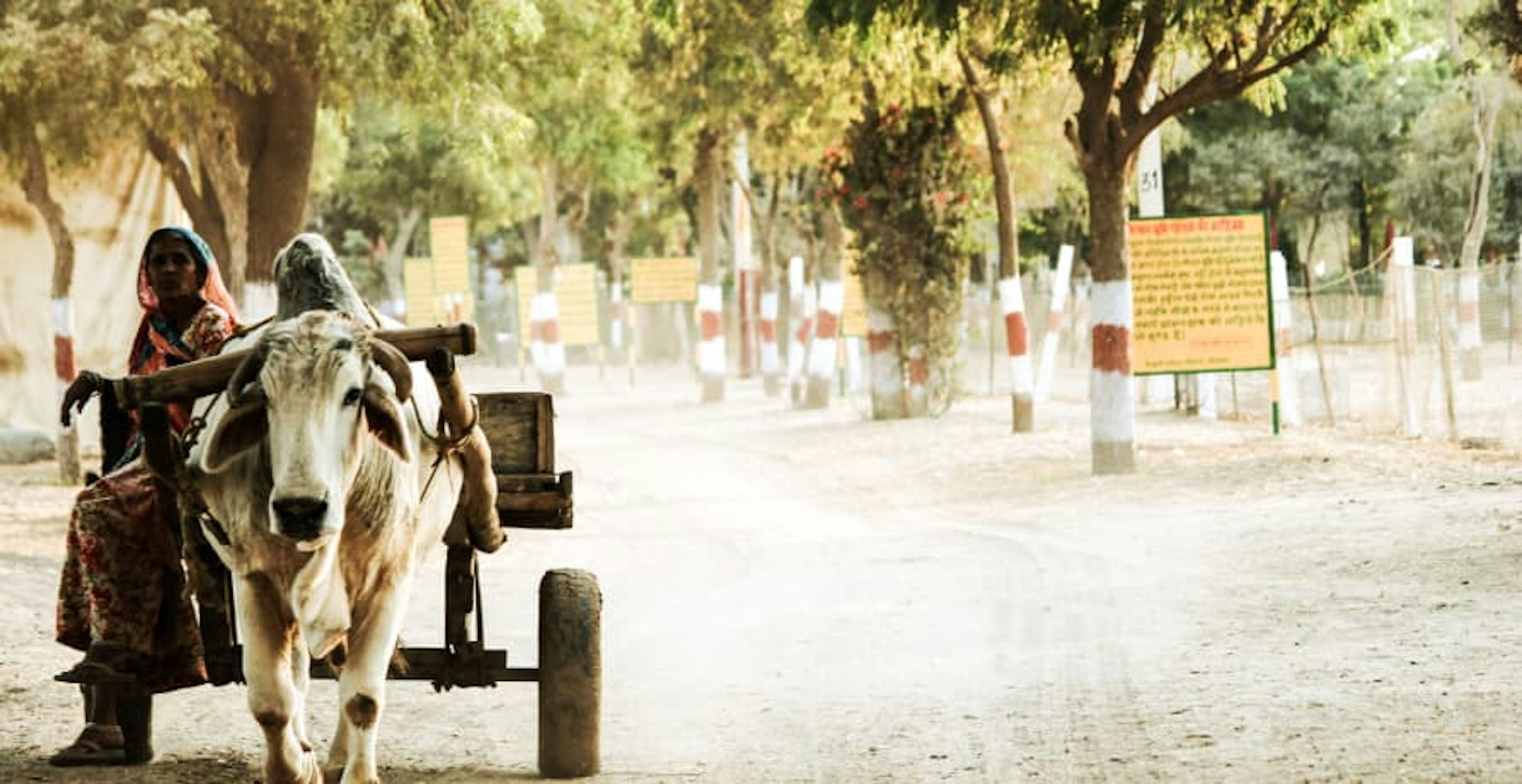 woman sitting on cart pulled by cow
